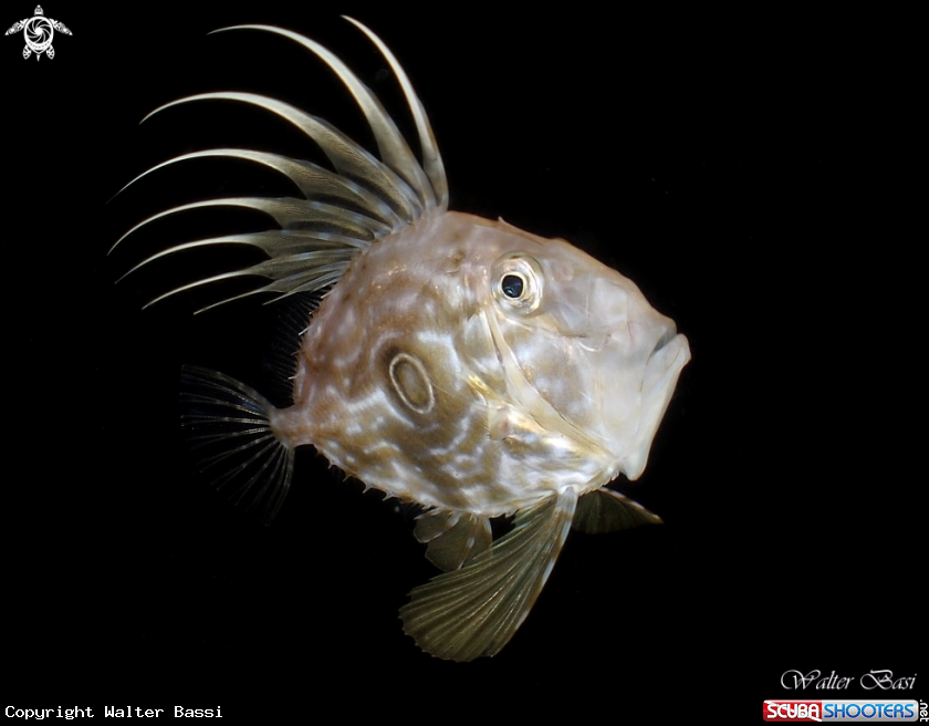 A pesce san Pietro