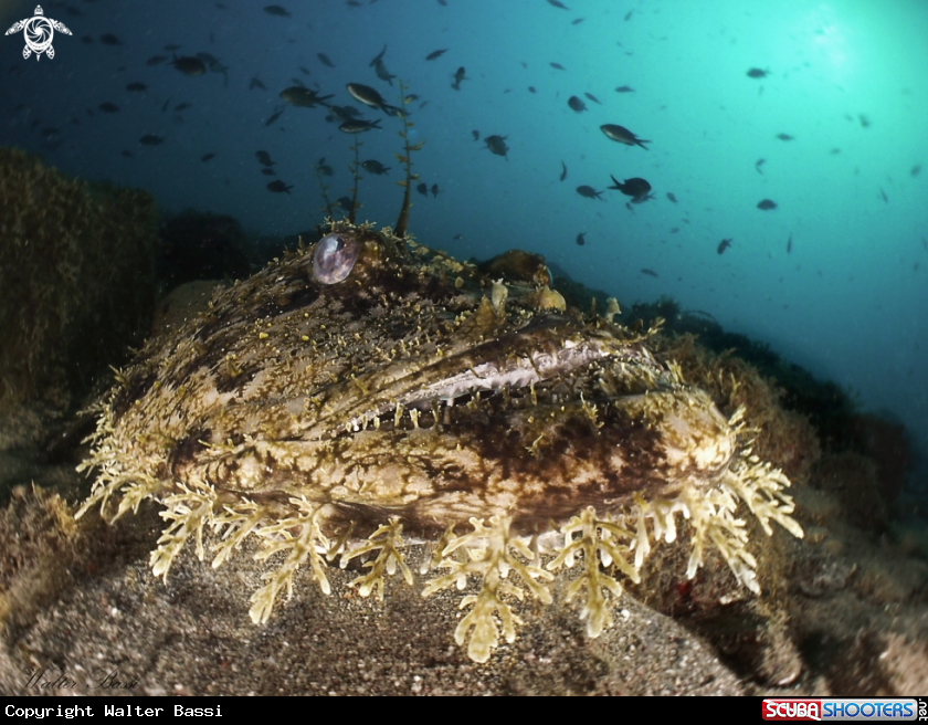 A Rana pescatrice