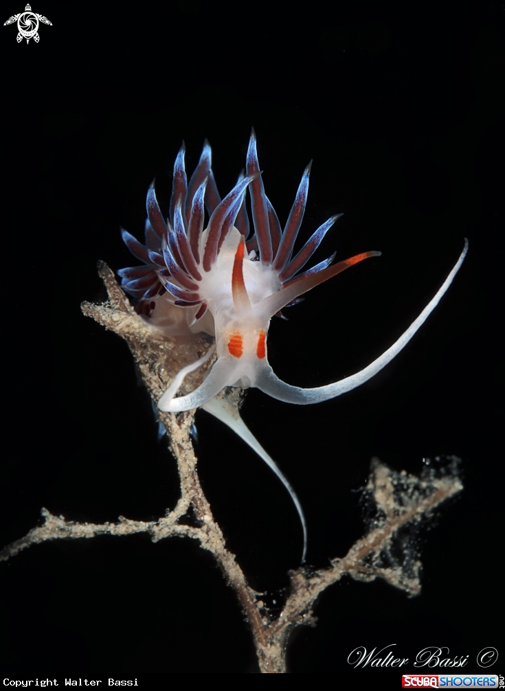 A Cratena peregrina
