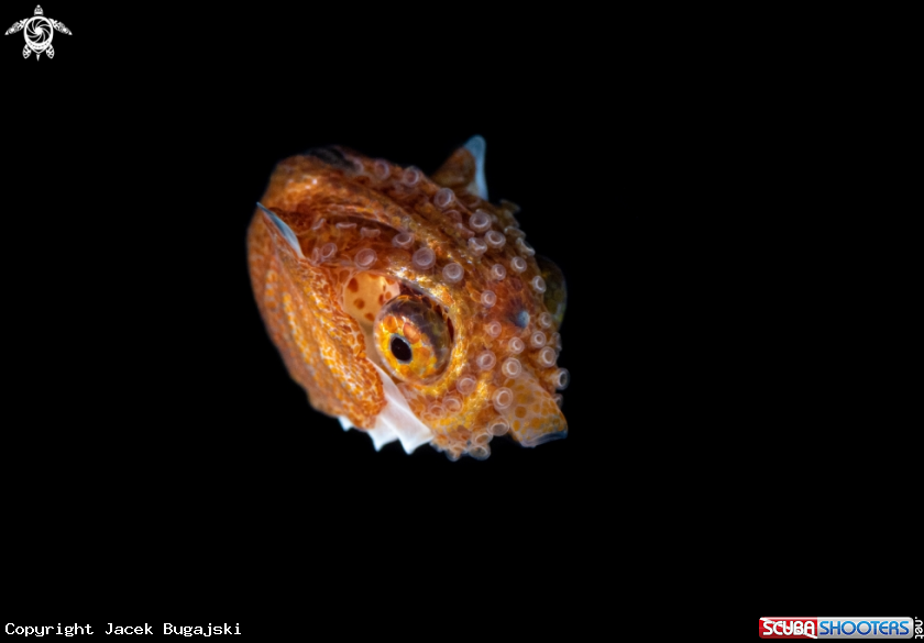 A Paper Nautilus