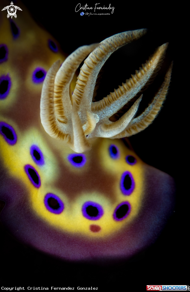 A Nudibranch