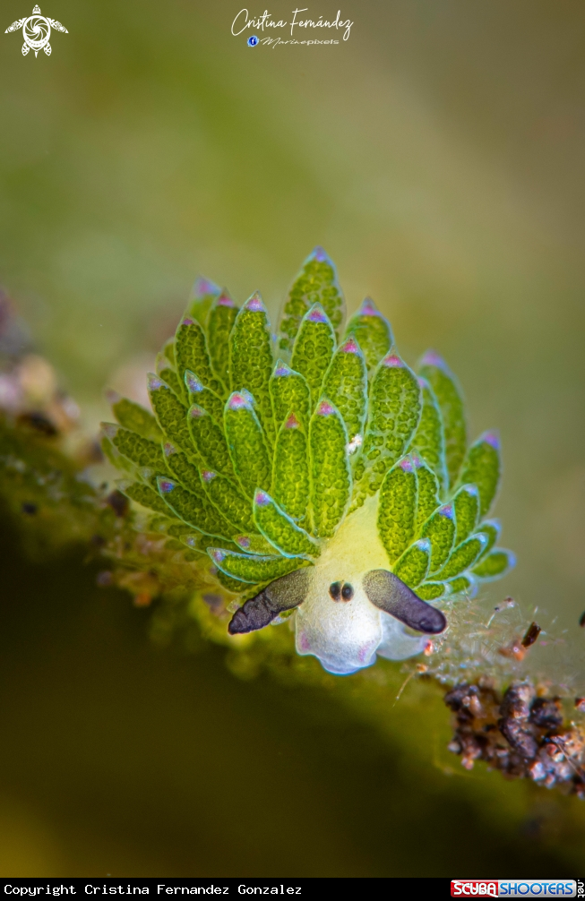 A Nudibranch