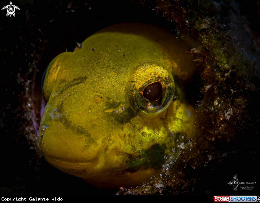 A Sabre-Toothed Blenny Fish 