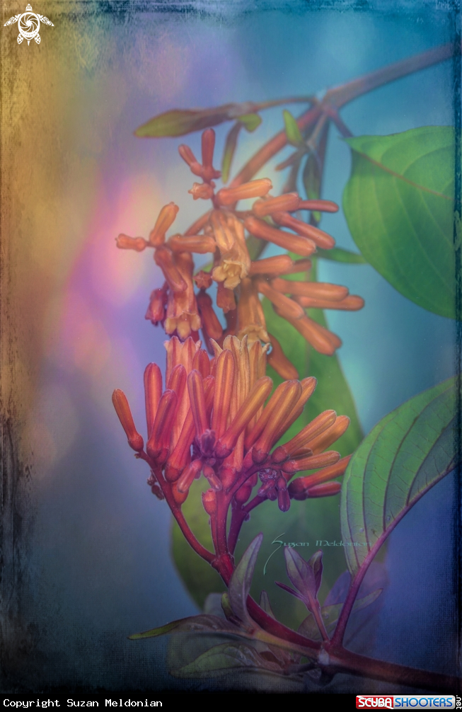 A Heliconia