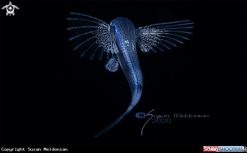 A Flyingfish, Atlantic Cheilopogon melanurus