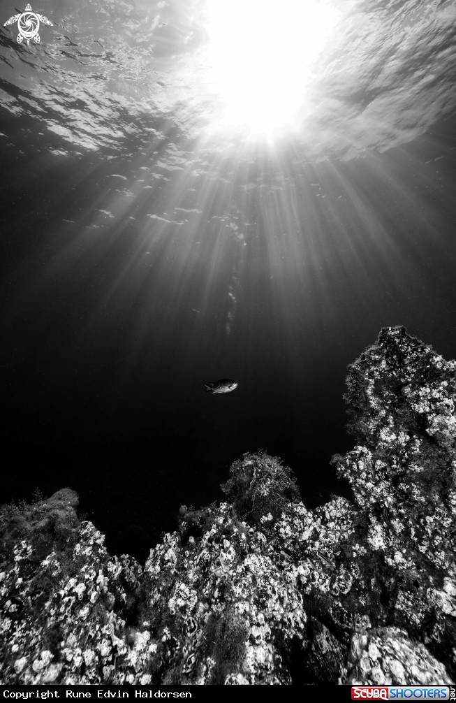 A Fish