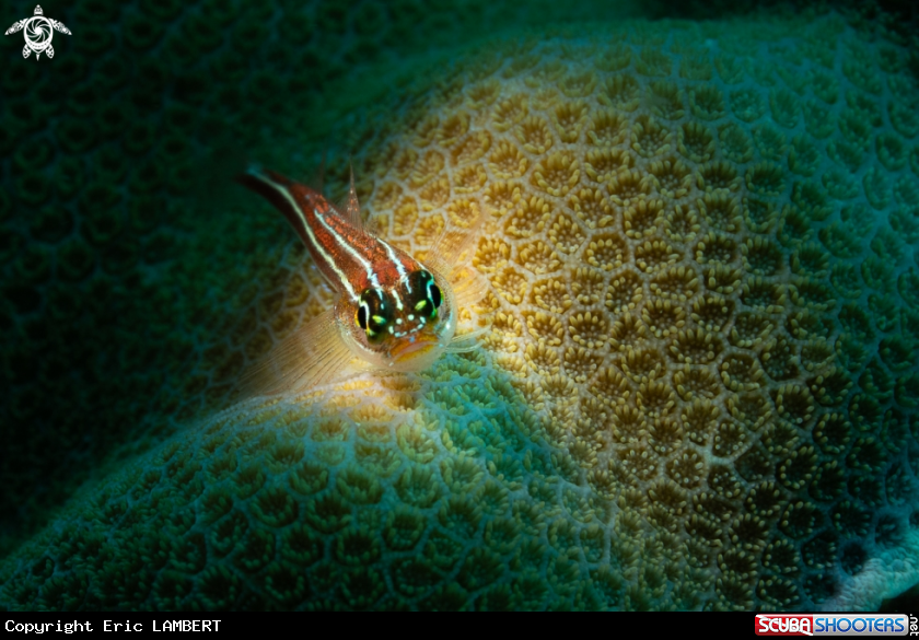 A common Gobie
