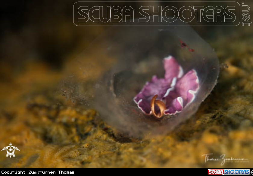 A Nudibranch 