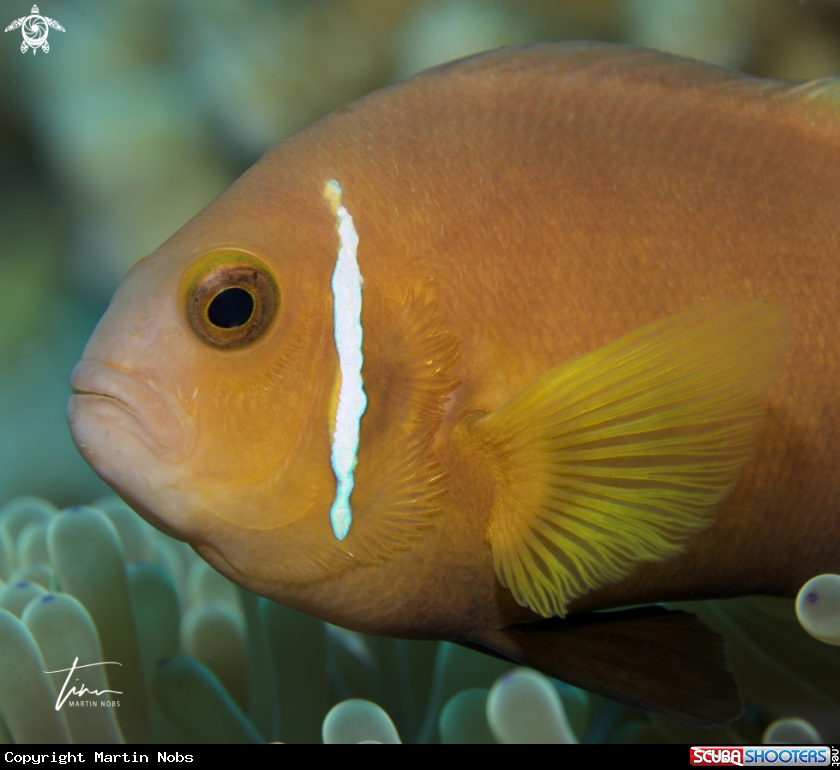 A Blackfoot Anemonefish
