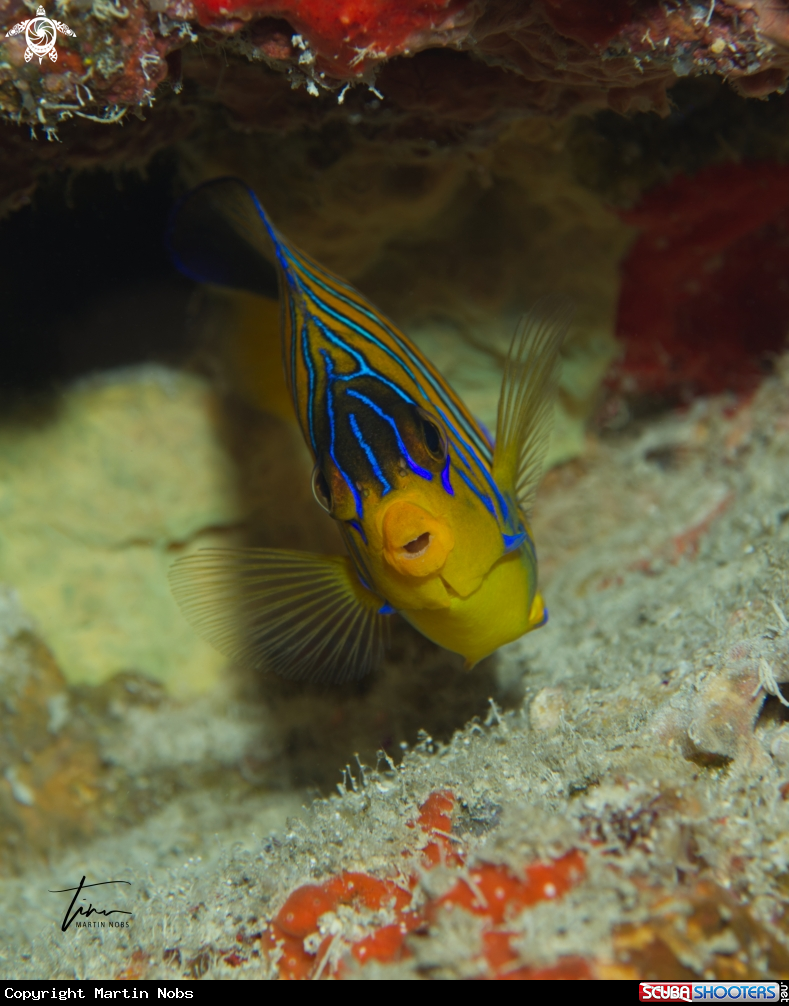 A Regal Angelfish