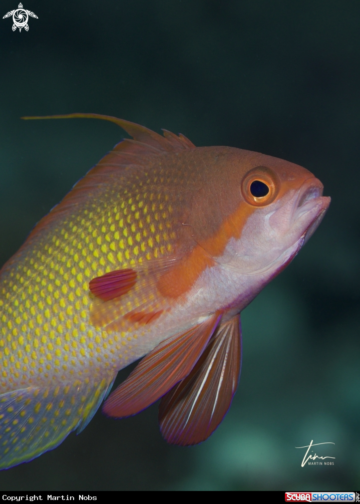 A Orange Basslet