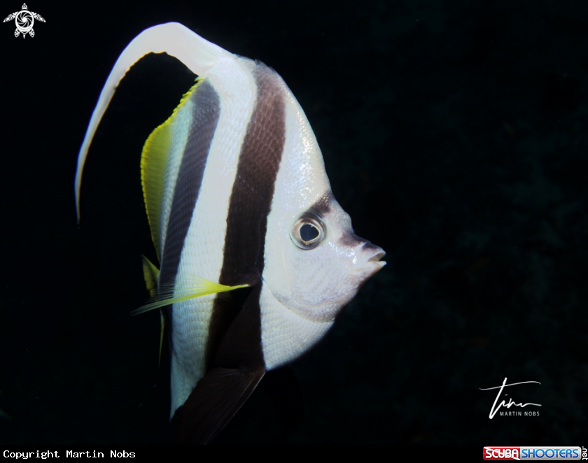 A Longfinned Bannerfish