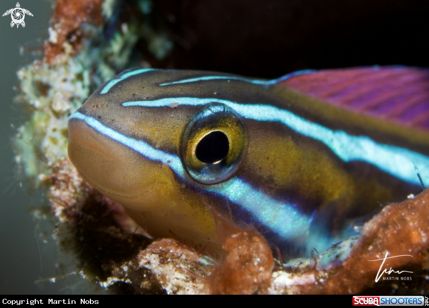 A Bluestriped Fangblenny