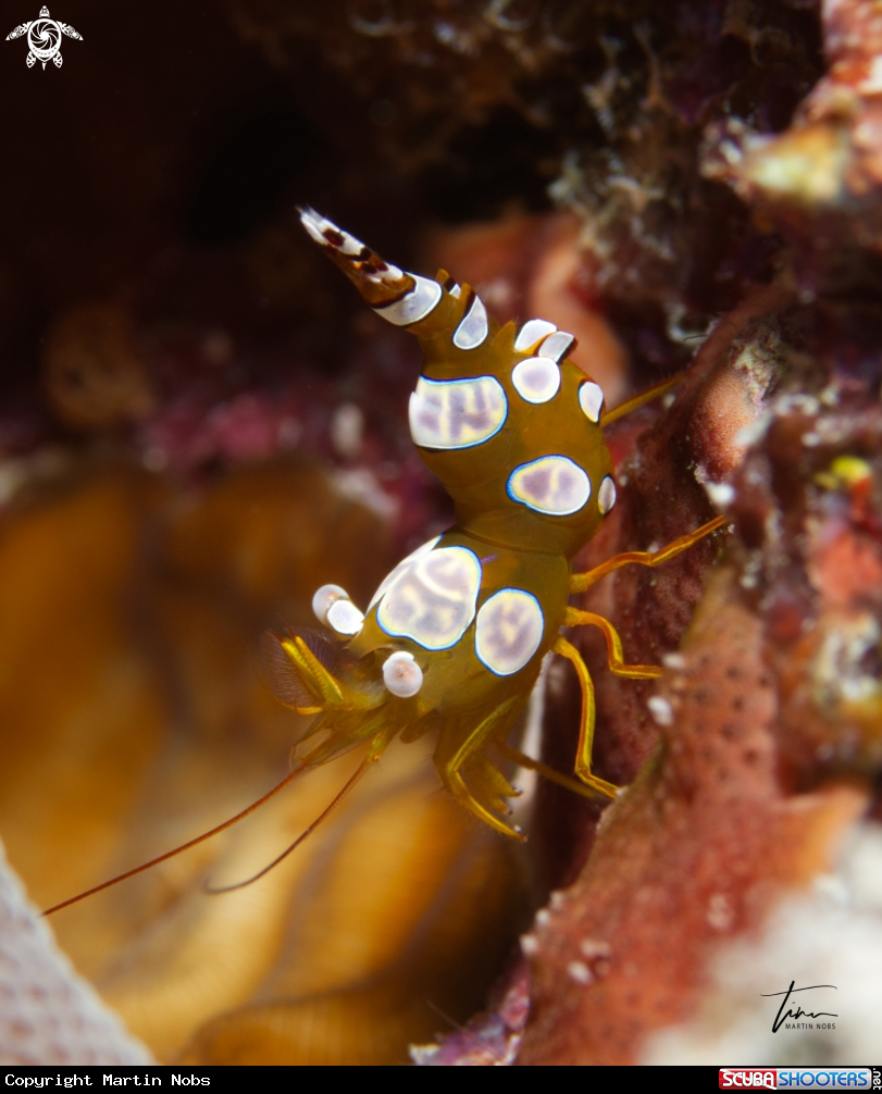 A Squat Shrimp