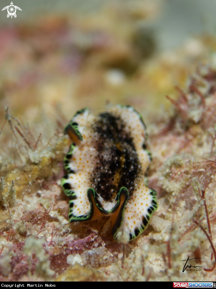 A Flatworm