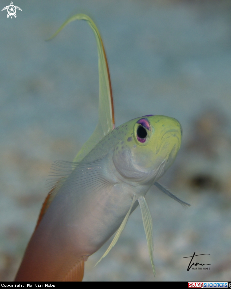 A Red Firegobie