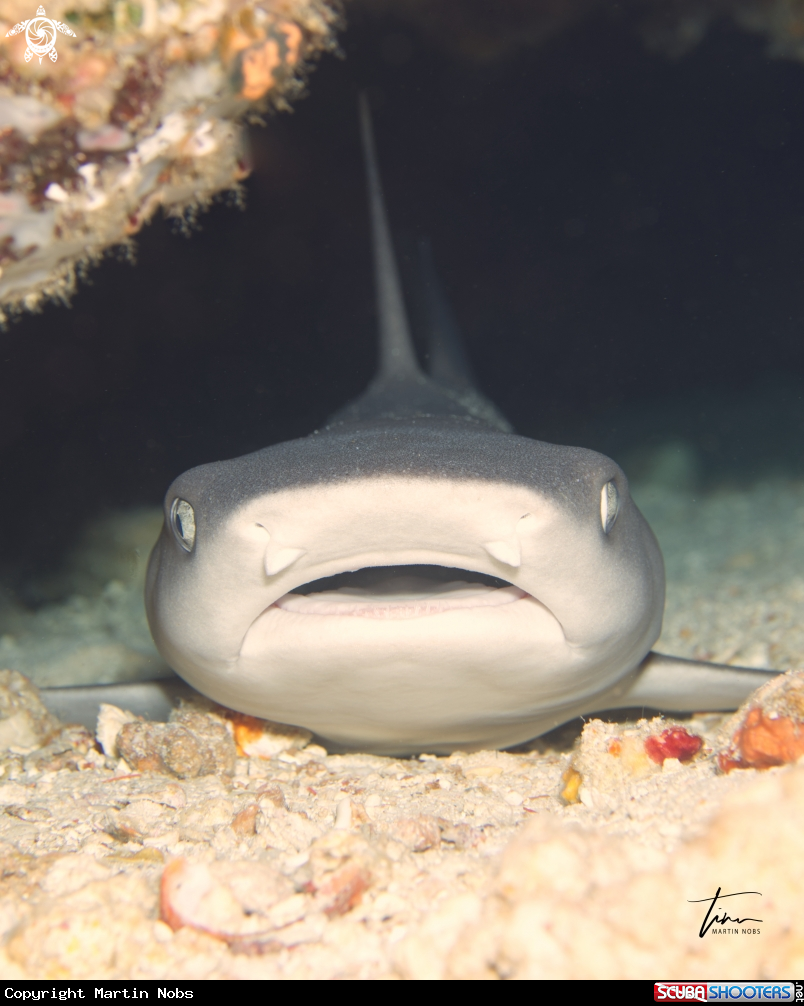 A Whitetip Reefshark