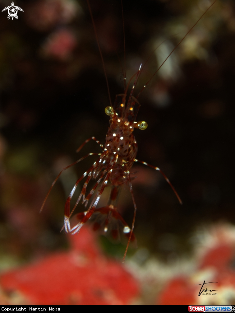 A Bruun's Cleanershrimp