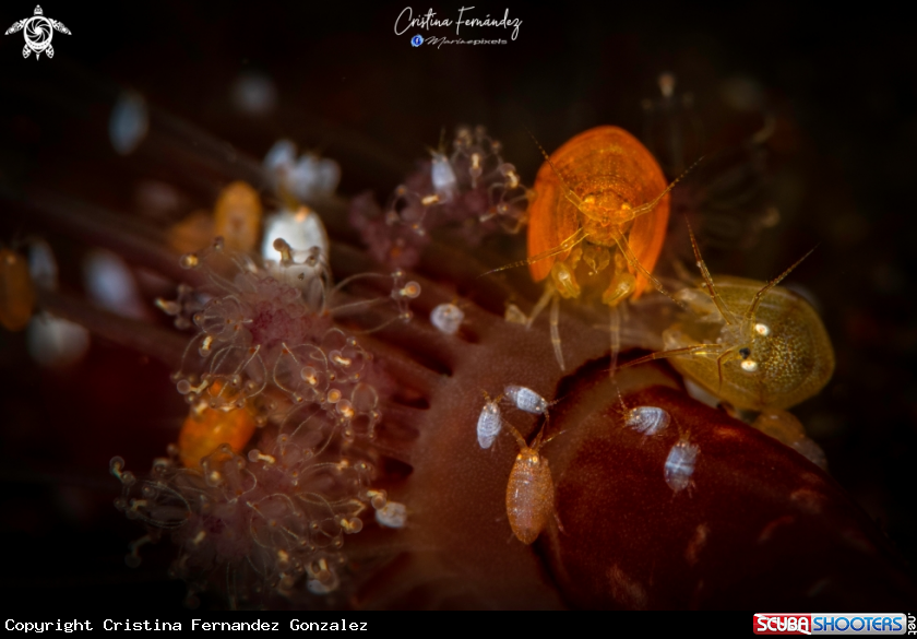 A Lady bug