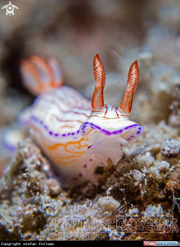 A Nudibranch