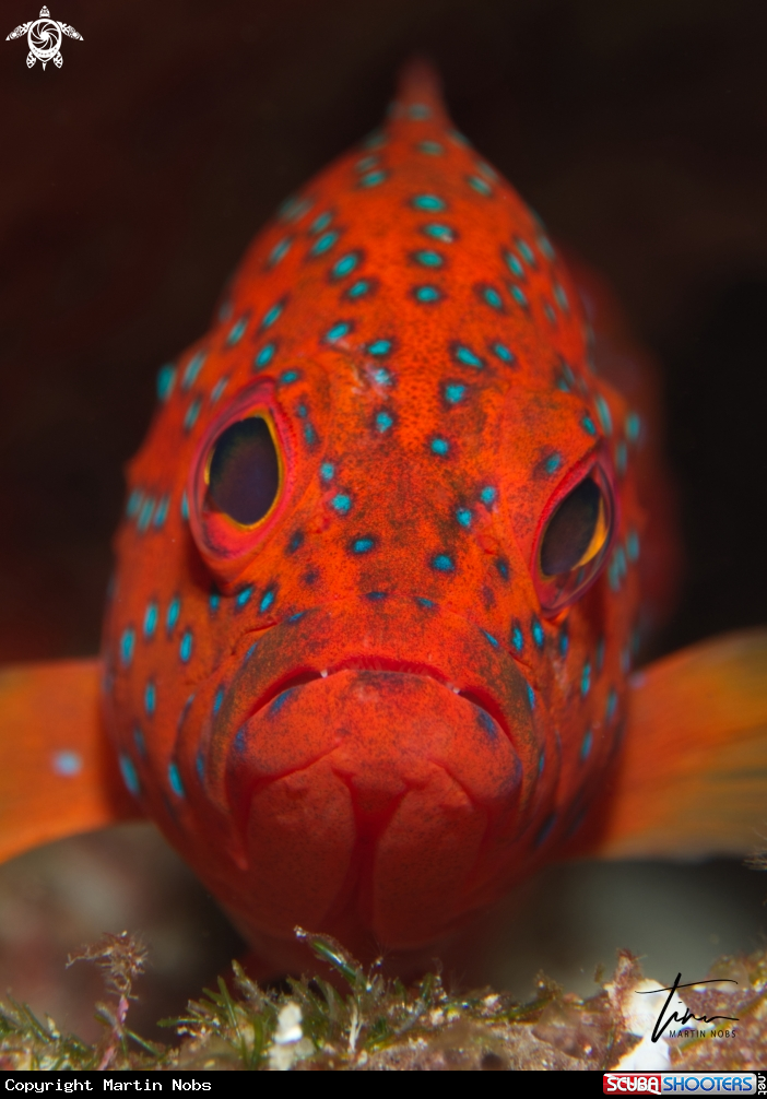 A Coral Rockcod