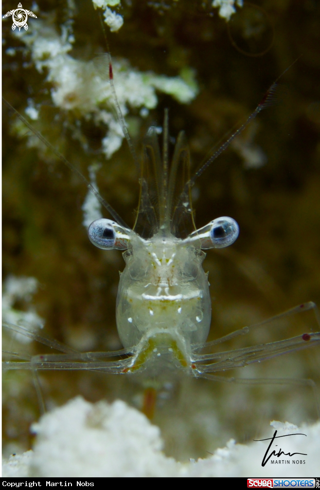 A Cuapetes Shrimp
