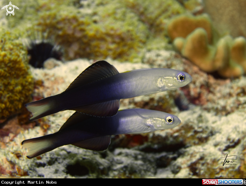A Arrow Dartgoby