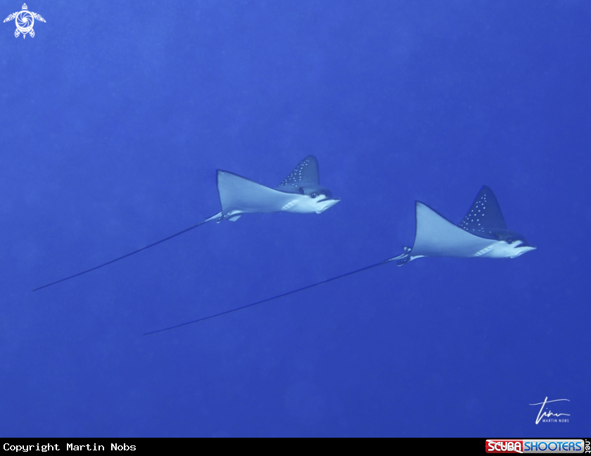 A Eagleray