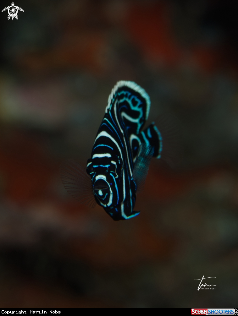 A Emperor Angelfish