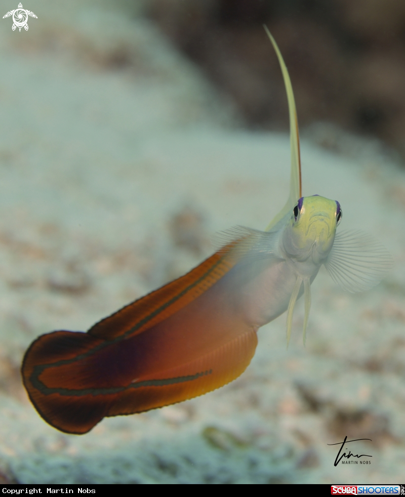 A Red Firegoby