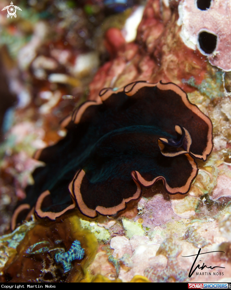 A Pseudobiceros hymanae