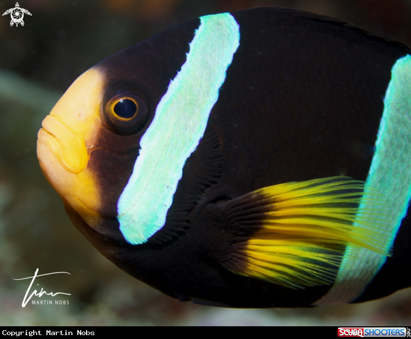 A Clarks Anemonefish