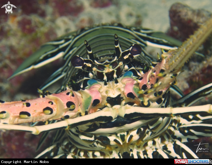 A Painted Rocklobster