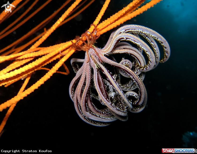 A underwater creature