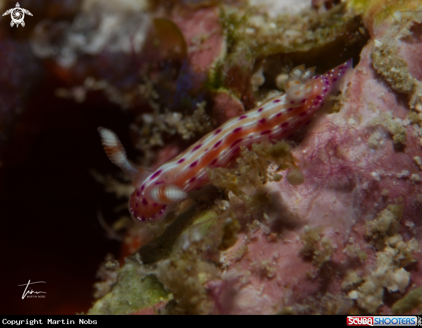 A Hypselodoris decorata
