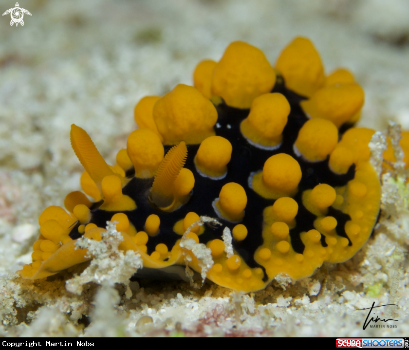 A Phyllidia multituberculata