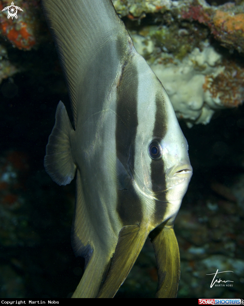 A Batfish