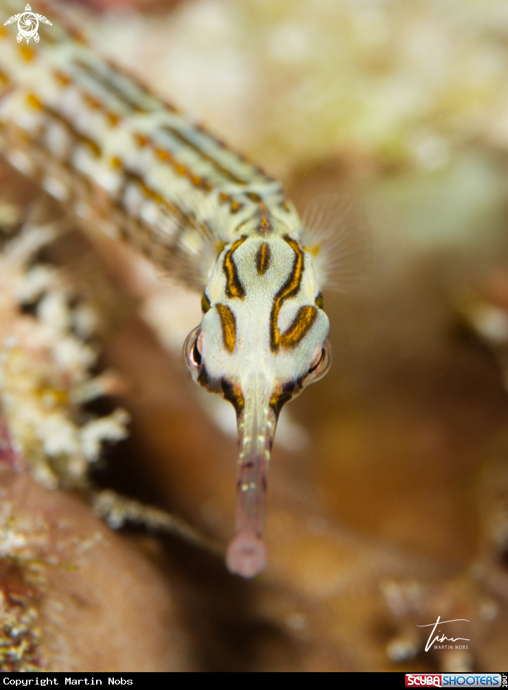 A Schultz's Pipefish