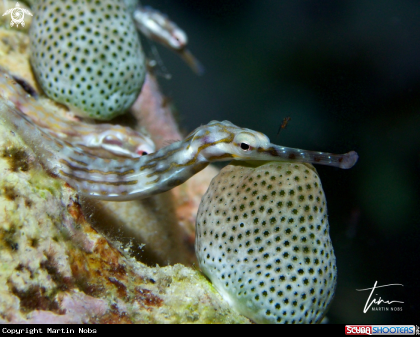 A Schultz's Pipefish