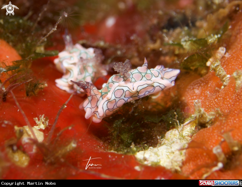 A Psychedelic Batwingslug