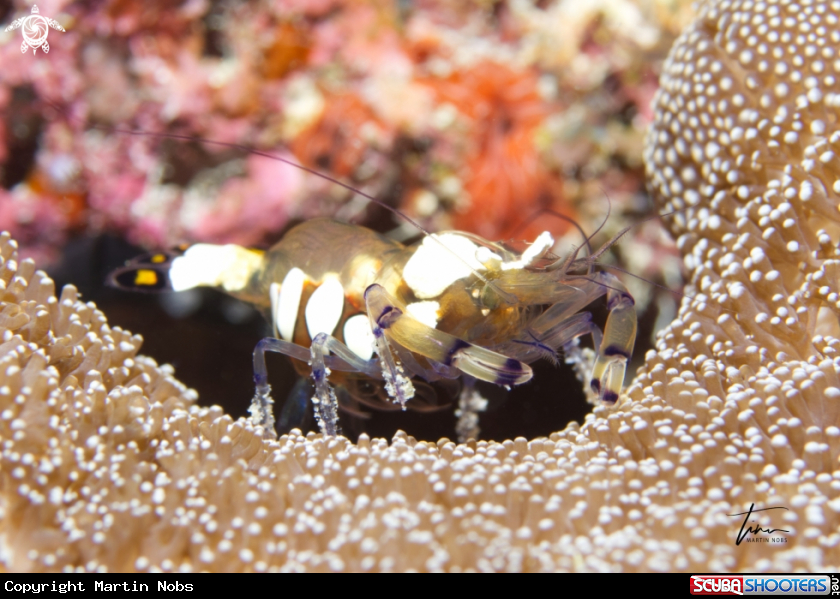 A Peacocktail Anemoneshrimp