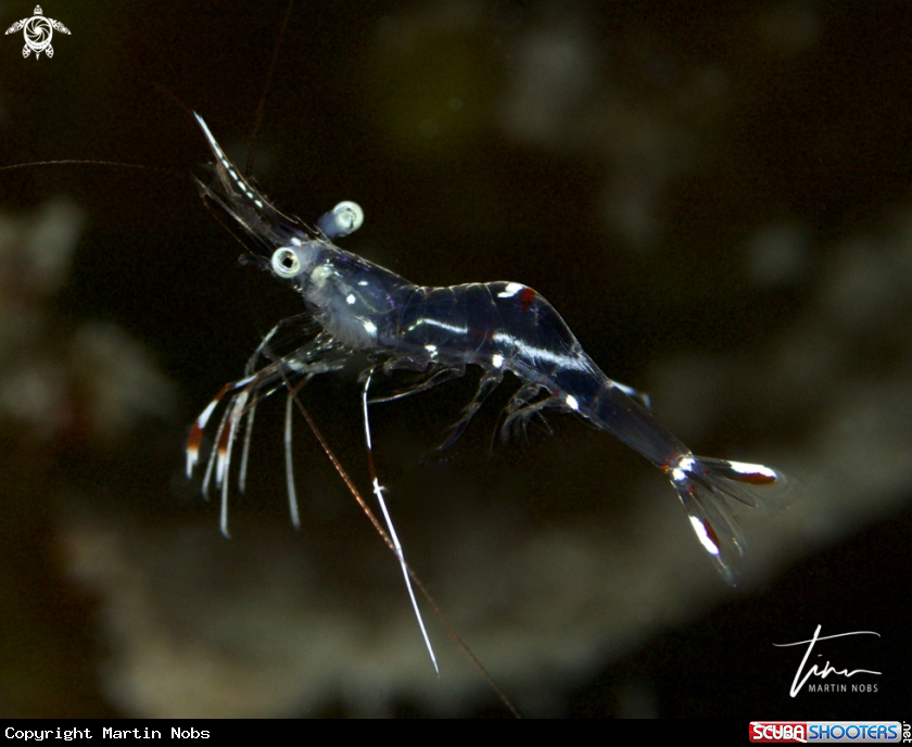A Cleaner shrimp