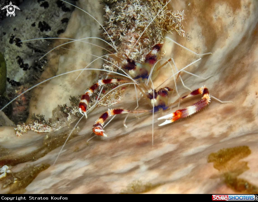 A underwater creature