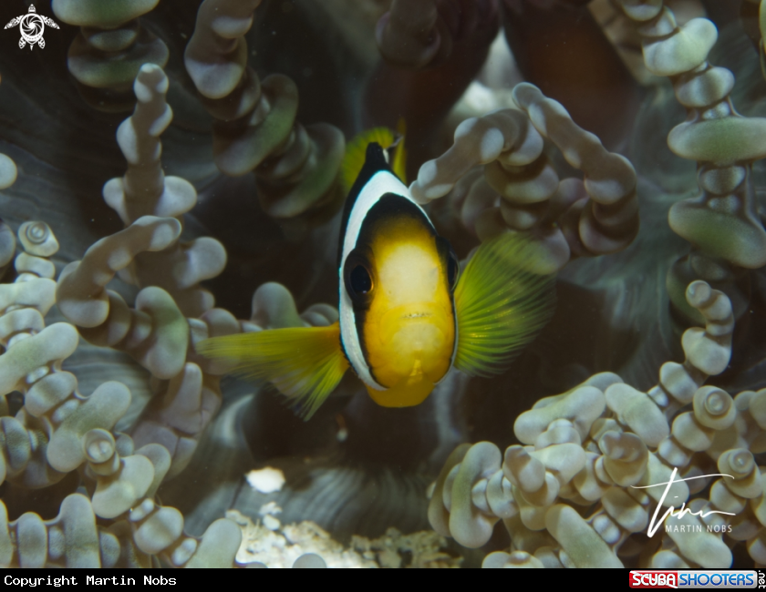 A Yellowtail Anemonefish