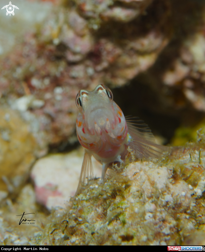 A Broadbanded Shrimpgoby