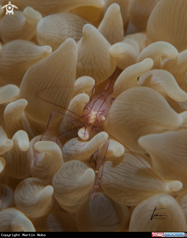 A Bubblecoralshrimp