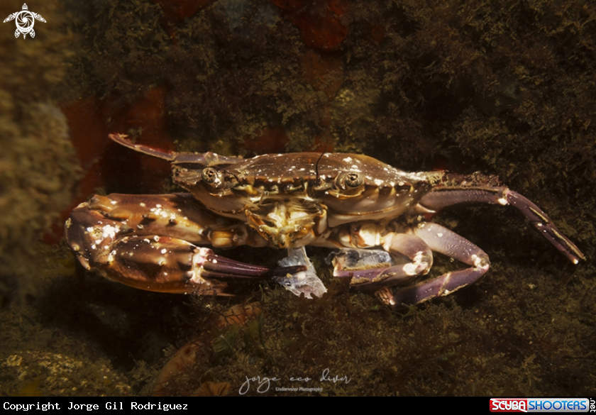 A Swimming Crab
