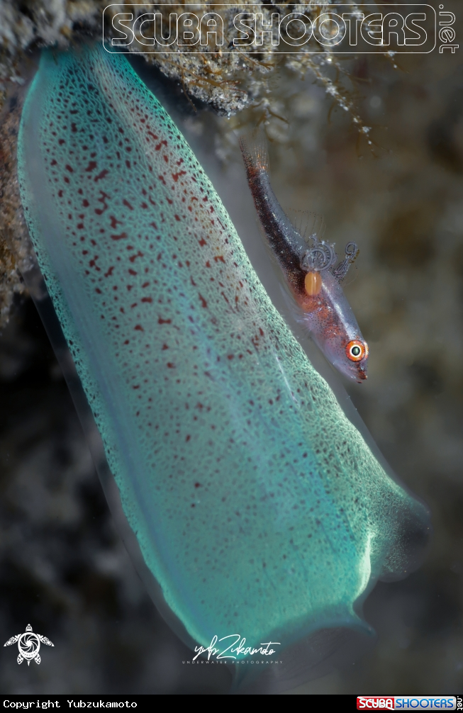 A goby fish