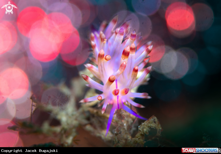 A Flabellina lotos