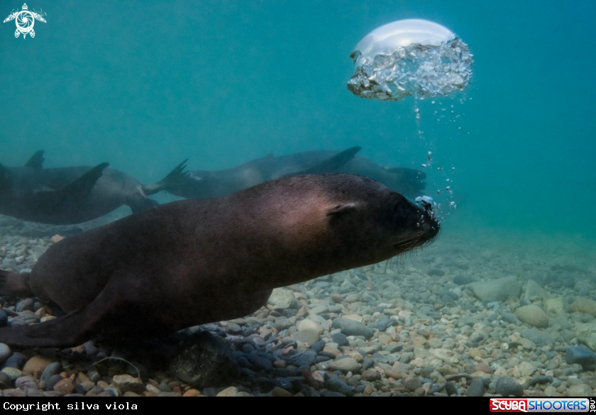 A California Sea Lion